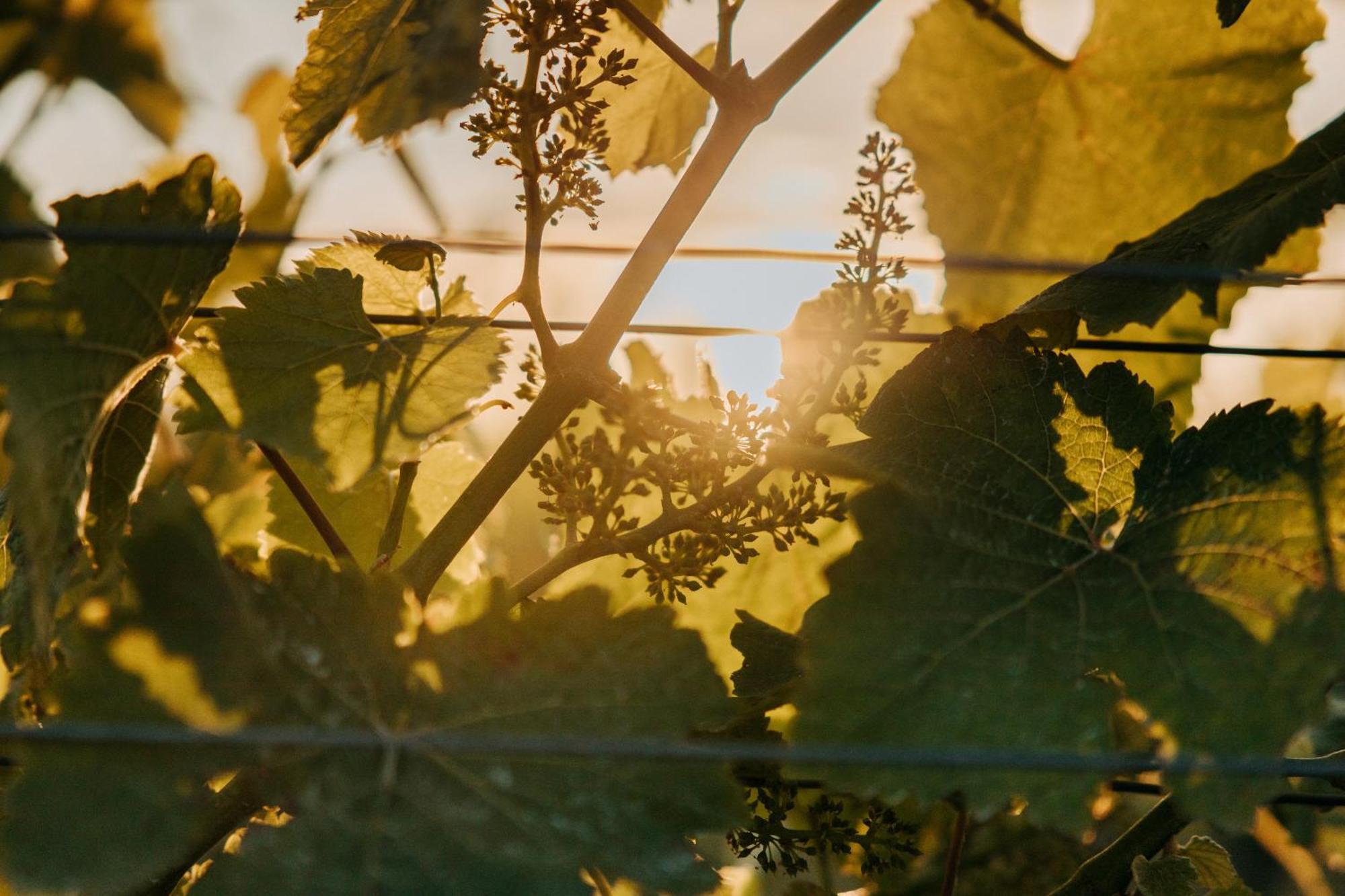 Villas & Vines Glamping Hastings Exteriör bild
